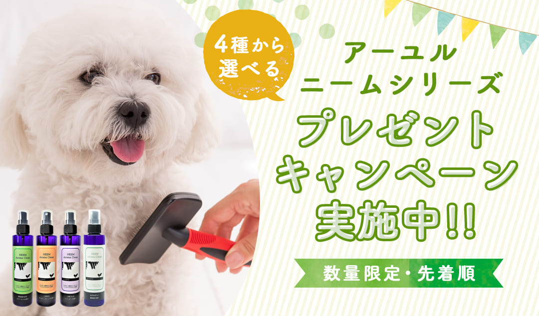 プレゼントキャンペーン