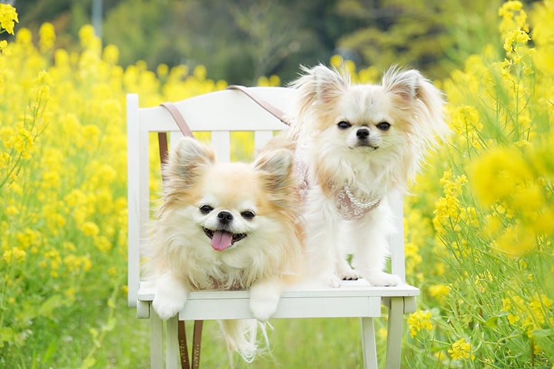 モデル犬写真