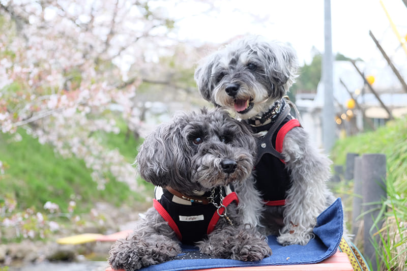 モデル犬写真