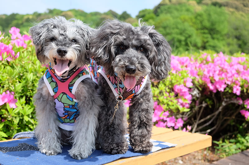 モデル犬写真