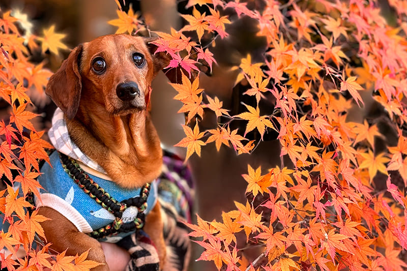 モデル犬写真