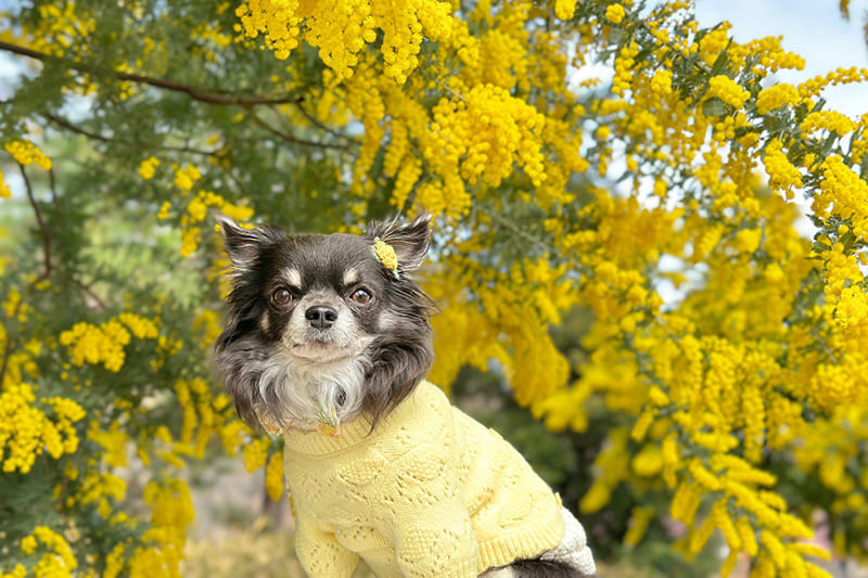モデル犬写真