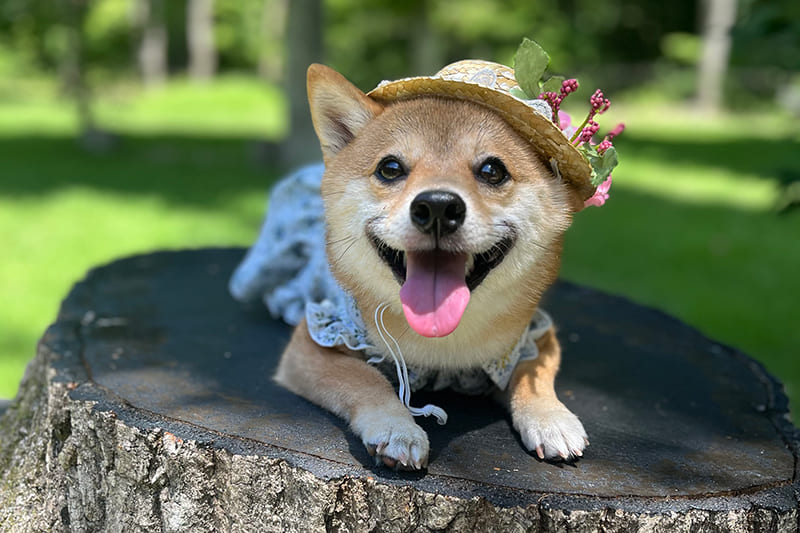 モデル犬写真