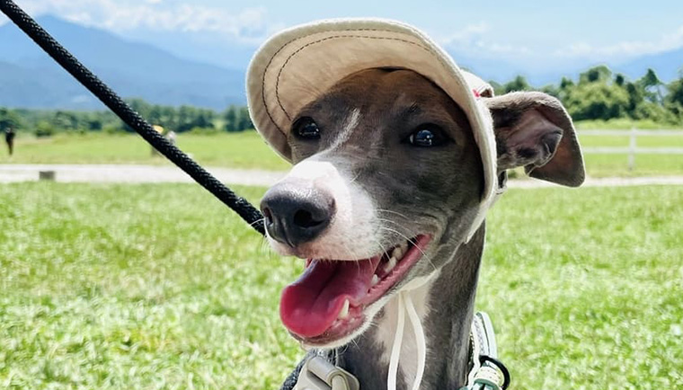 愛犬の夏バテ対策には甘酒がおすすめ！飲む点滴といわれる理由は？