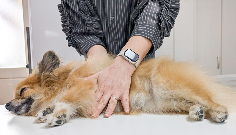 愛犬が突然意識不明に！自分で行う犬の心肺蘇生と日ごろの健康管理