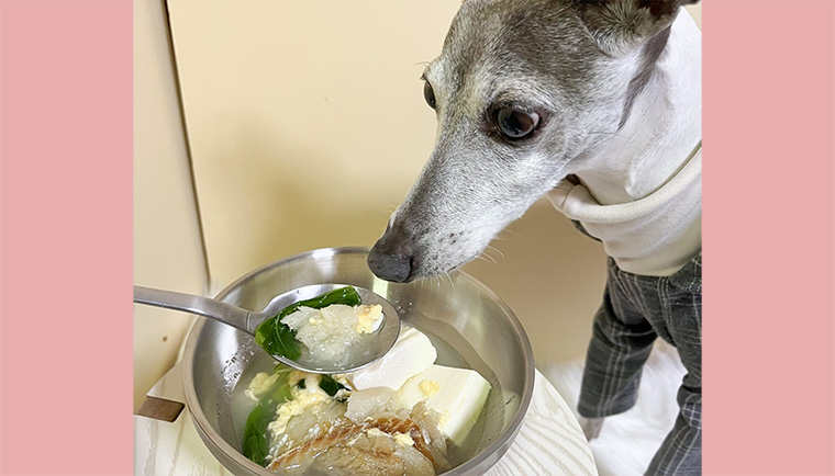 ご愛犬も一緒にまねっこ手作りごはん｜韓国の美肌スープ「プゴク」をご愛犬と一緒に！
