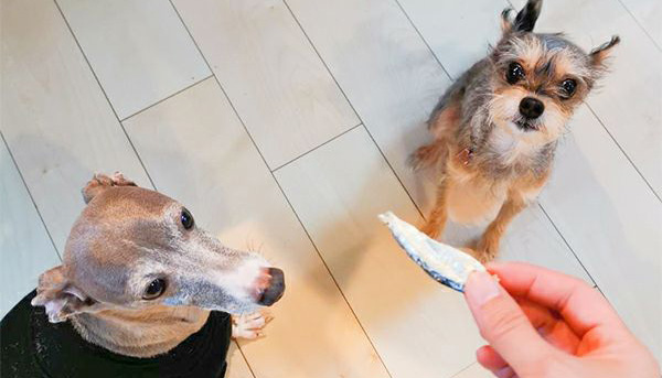 犬はアジを食べても大丈夫！認知機能のサポートにも役立つ食材を積極的に摂ろう！