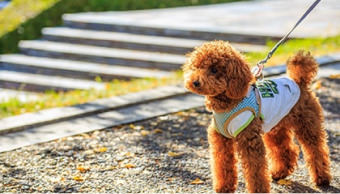 もしも愛犬が迷子になってしまったら…