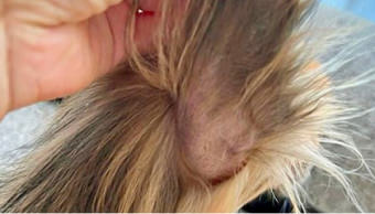ポメラニアンに多い脱毛症 ～毛周期停止（アロペシアX、脱毛症X）～