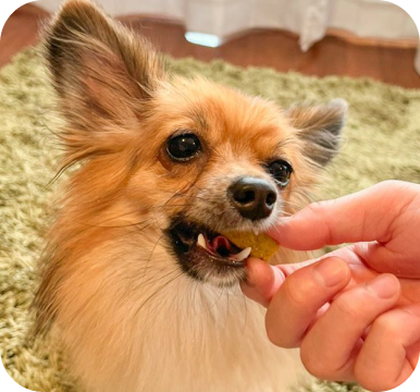 犬のおやつを食べている犬