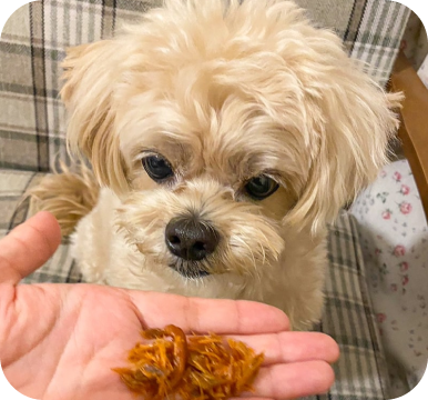 犬のおやつを食べている犬