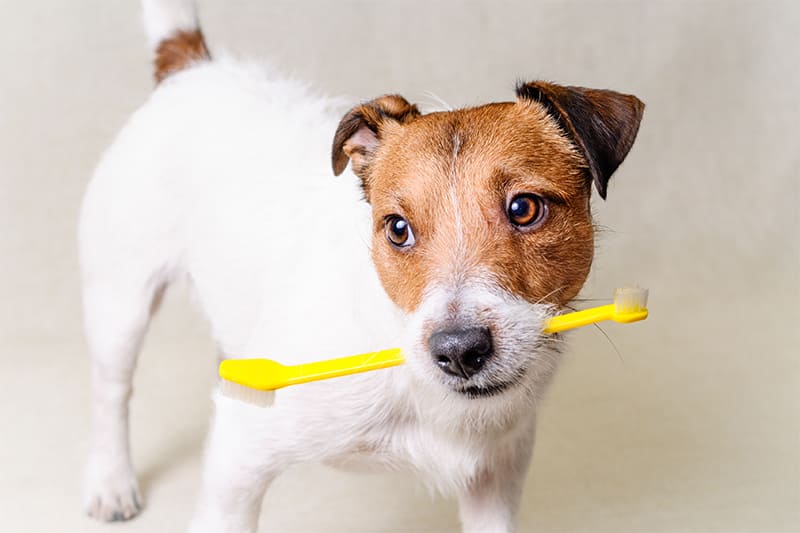 犬歯磨き | デンタルケア | 【公式】犬用自然派ごはんとおやつ専門店イリオスマイル