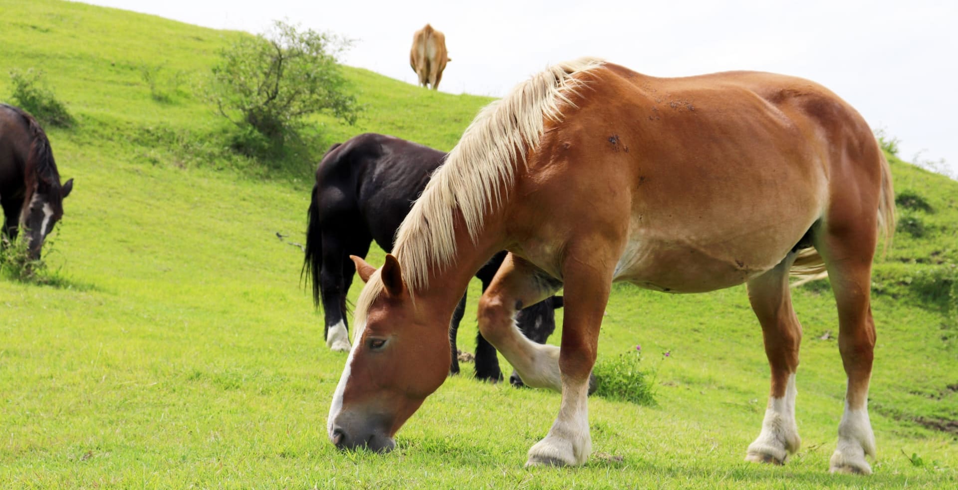 馬は元々体温が高く雑菌が繁殖し難いと言われています