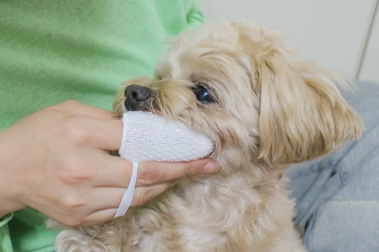 KPSマウスクリーナー 237ml | 【公式】犬用自然派ごはんとおやつ専門店