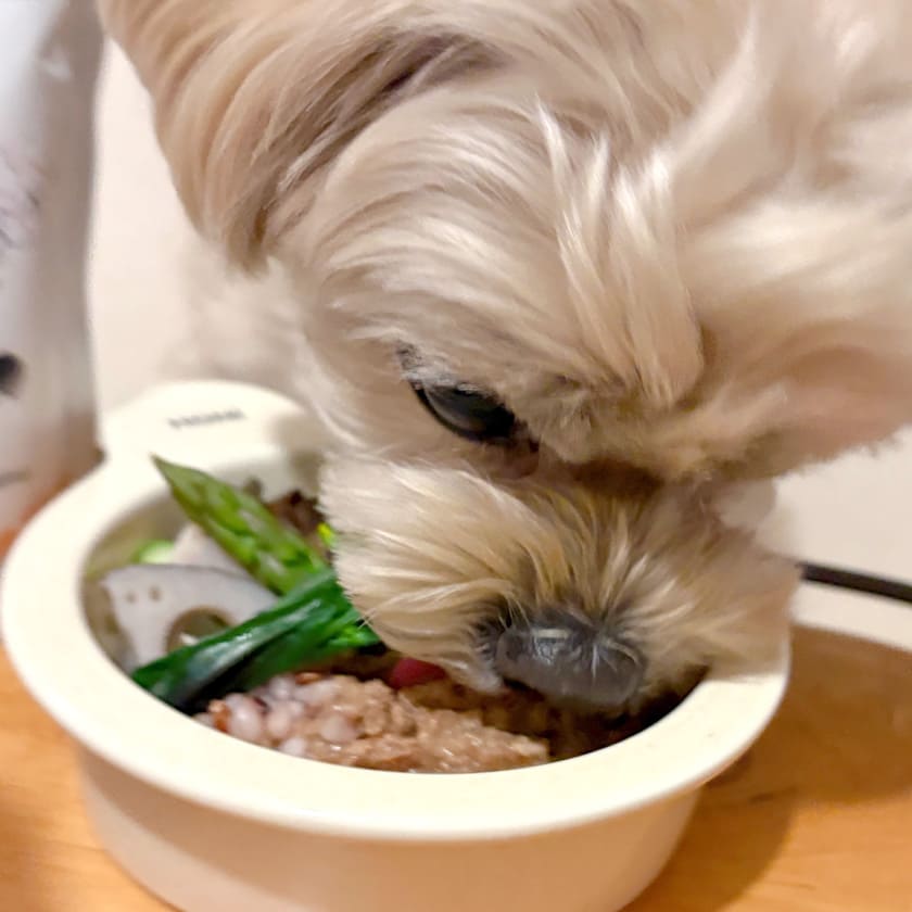 ダチョウ 春のごちそう サジー仕立て