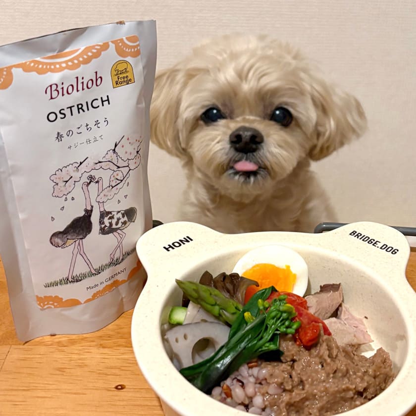 ダチョウ 春のごちそう サジー仕立て