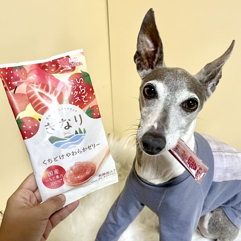 きなり くちどけやわらかゼリー いちごミックス 5g×10本 | 【公式】犬