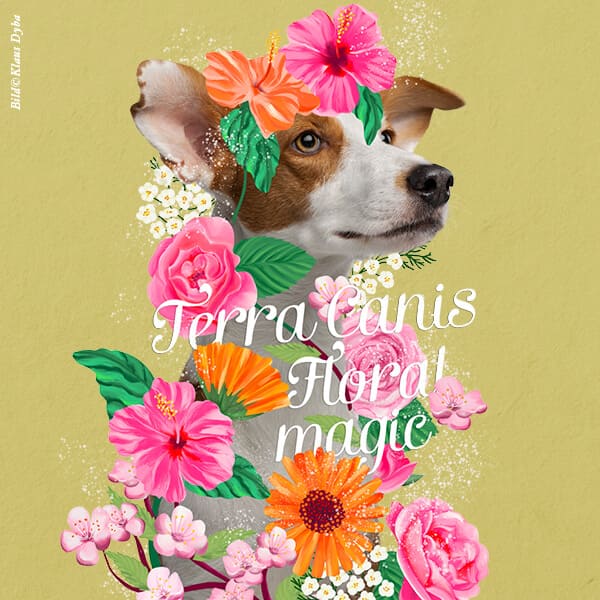 TerraCanis テラカニス ラワーメニュー
