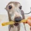 気仙沼産 サメスティックは食いつきも抜群！スタッフ犬ジェイも大好きです