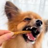 無添加 国産】兵庫産 タイスティック 50g 看板犬ポノが食べている姿