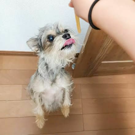 週末セール：【無添加】モンゴル産 ヤギミルクのヨーグルトスティック 50g