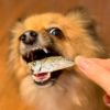 【国産 無添加】高知産 減塩アジ煮干し 100gを看板犬ポノが食べている姿