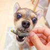 【国産 無添加】高知産 減塩アジ煮干し 100gをスタッフ犬小麦が食べている姿