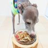 【無添加 国産】四万十産 干し椎茸 カットをスタッフ犬ジェイが食べているところです