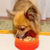 【無添加】大豆とこんにゃくのハンバーグ 90gを看板犬ポノが食べている姿