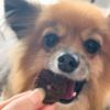 兵庫産 牛ハツチップ 50gに食らいつく看板犬ポノ