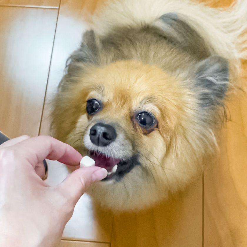 【国産】フリーズドライ豆腐は看板犬ポノもスタッフ犬も大好物です