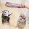 「早くちょーだい！」と今にも聞こえてきそうなマテ中のスタッフ犬小麦とジェイ