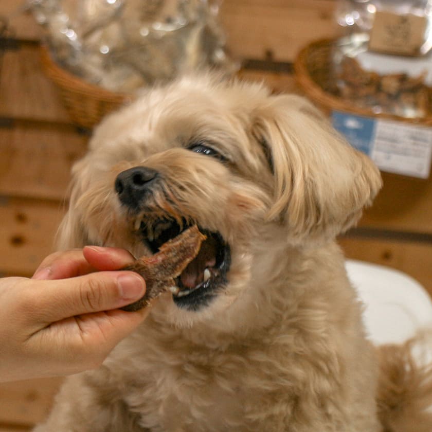 福岡産 天然猪の干し肉にかぶりつくスタッフ犬ジェイ