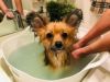 EM&NEEM BATHを使ったお風呂に入浴中の看板犬ポノ
