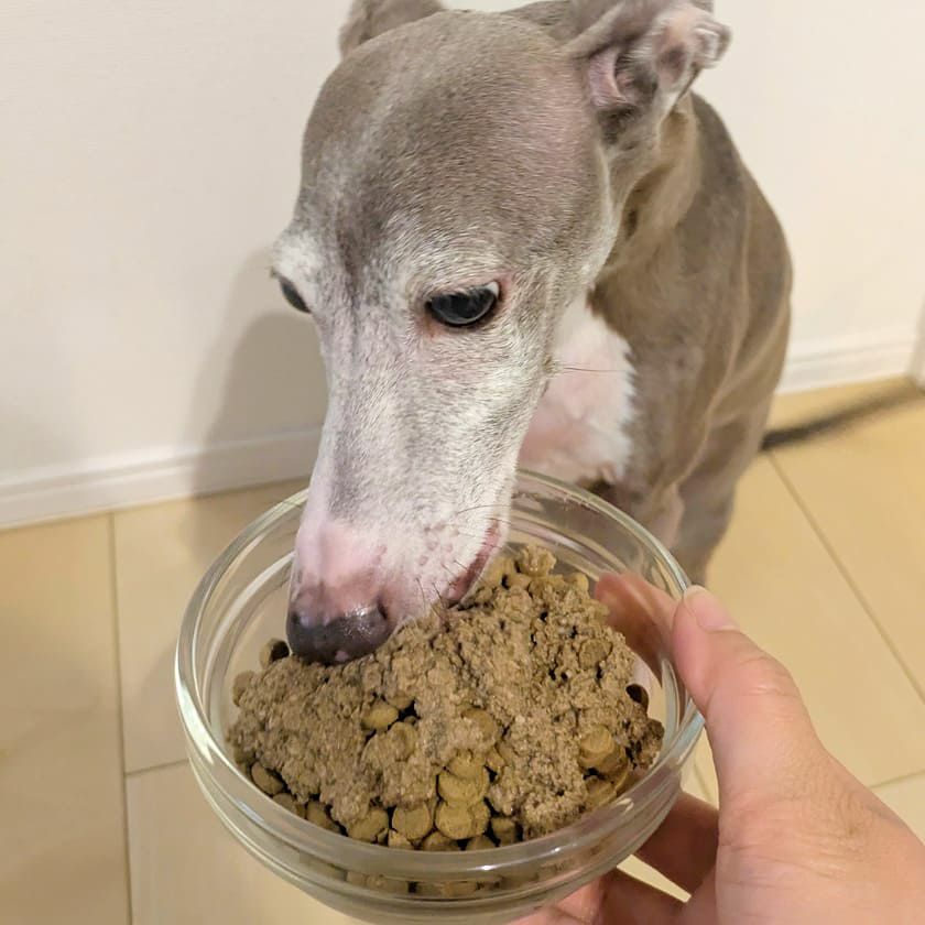 Bioliob ビオリオーブ】ラビット 春のごちそう　ミックスベリー添え