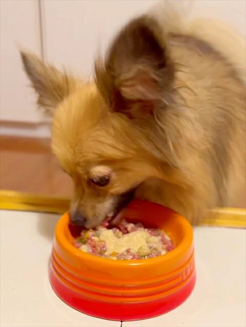 【無添加 国産】宮崎県産 チョウザメのちから 100g