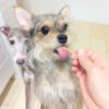 北海道産 鶏とさかスライスをカミカミするスタッフ犬小麦