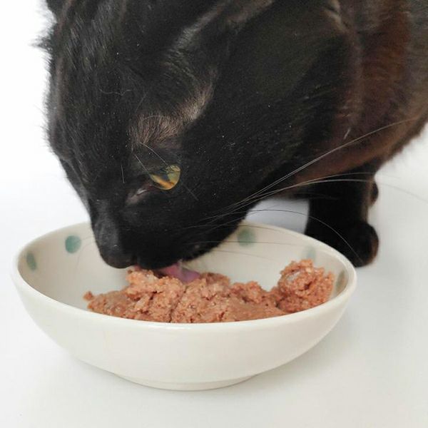 訳ありセール：《ネコ用》【TerraFelis テラフェリス】モノ ターキー