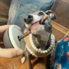 【無添加】天然ハーブ育ちモンゴル産馬ラング(肺)巻き背筋スティック 120g