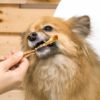 兵庫県産 細切りささみを食べる看板犬ポノ