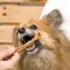 兵庫県産 細切りささみを食べる看板犬ポノ