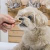 京鴨ささみを食べるスタッフ犬ホニ