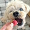 週末セール：【無添加】スマイル薬膳 フリーズドライさんざしちゃん 25g