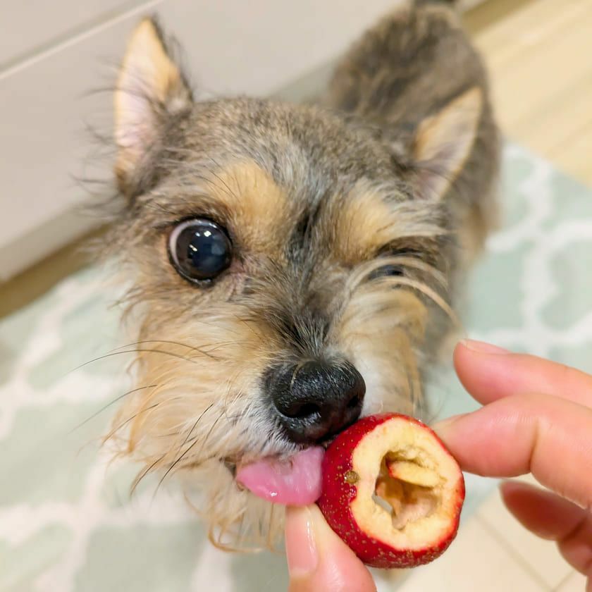 週末セール：【無添加】スマイル薬膳 フリーズドライさんざしちゃん 25g