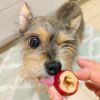 週末セール：【無添加】スマイル薬膳 フリーズドライさんざしちゃん 25g