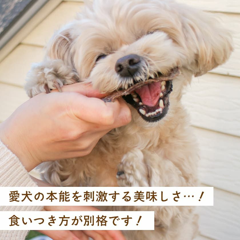 牛もも肉ジャーキーを食べるスタッフ犬ホニ