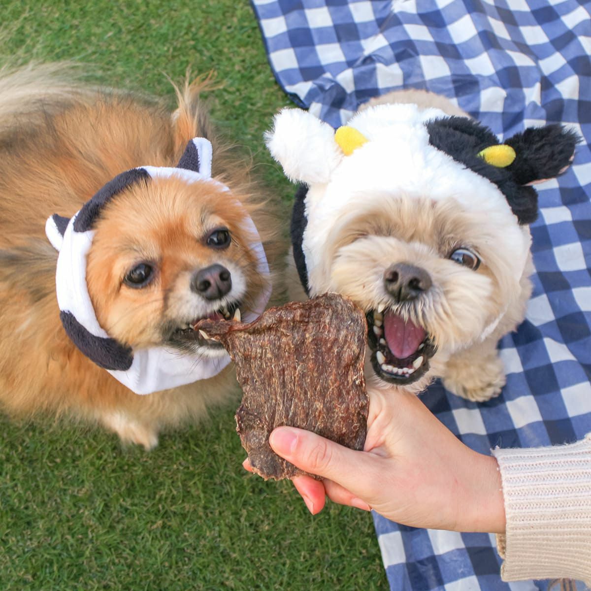 牛の被り物をした看板犬ポノとスタッフ犬ホニが同時に牛もも肉ジャーキーにかぶりつく！