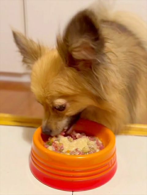  期間限定セール：【無添加 国産】宮崎県産 チョウザメのちから 100g