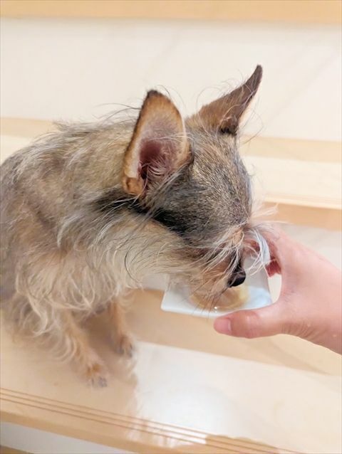  期間限定セール：【無添加 国産】宮崎県産 チョウザメのちから 100g