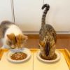  週末セール：【無添加 国産】いわし煮